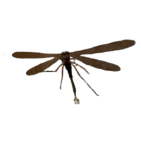 거대한 잠자리